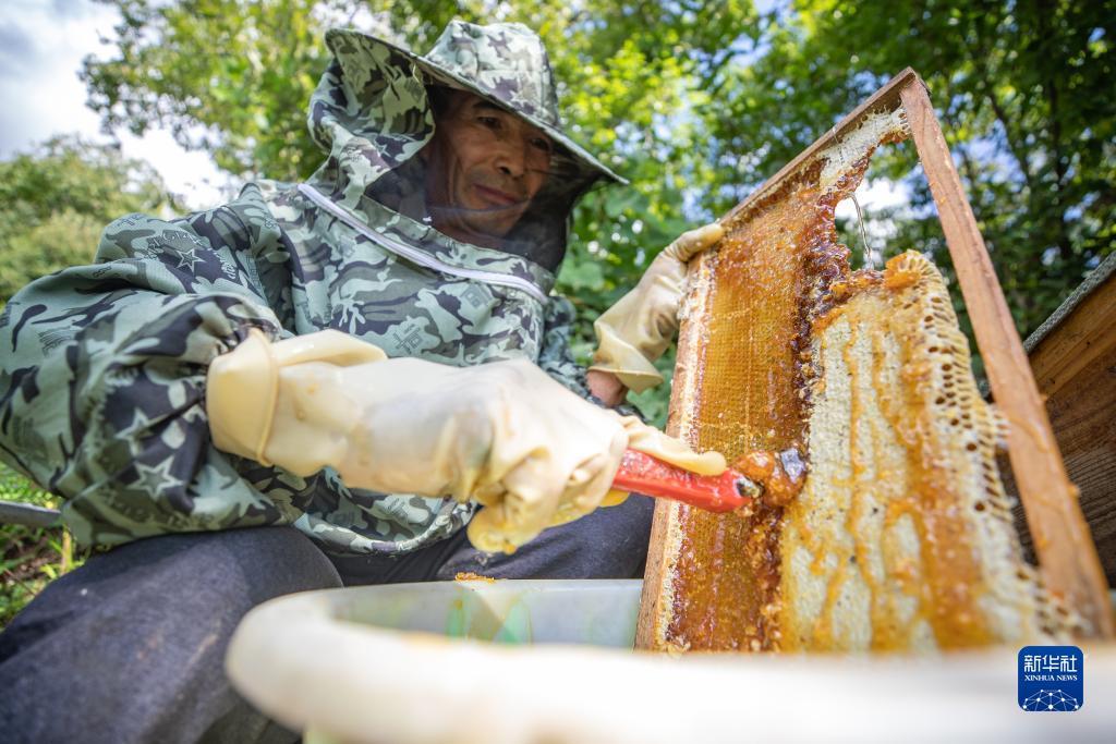 白菜全网讯